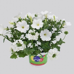 mix-3-in-1-trixi_white-pearl