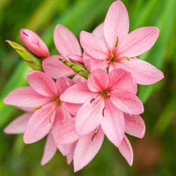 moerasgladiool_schizostylis-coccinea-mrs-hegarty