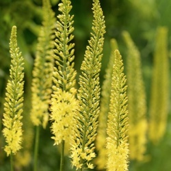 naald-van-cleopatra-eremurus-tap-dance