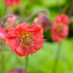 nagelkruid_geum-flames-of-passion_pbr-eu10073