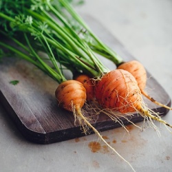 parijse-wortel-daucus-carota