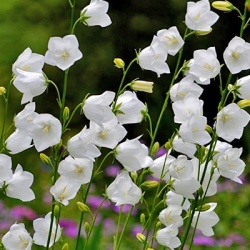 perzikbladklokje-campanula-persicifolia-takion-f1-whites_1165568755