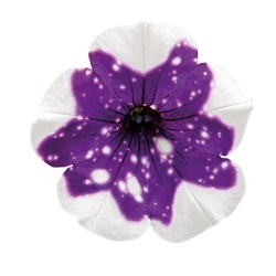petunia-glacier-sky