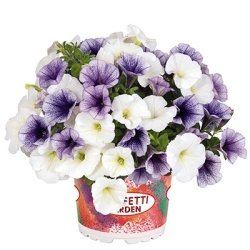 petunia-mix-confetti-garden-duo-petunia-ahoy