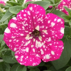 petunia-petunia-baby-doll