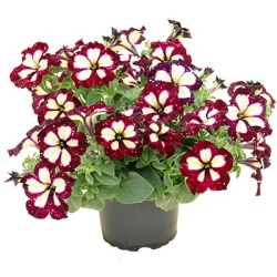 petunia-petunia_lightning-sky