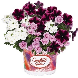 petunia-verbena-calibrachoa-mix-confetti-garden-hygge-fantastic-kiss