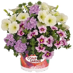 petunia-verbena-calibrachoa-mix-confetti-garden-hygge-hunny-bunny