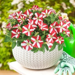 petunia_petunia-grandiflora-amore-king-of-hearts