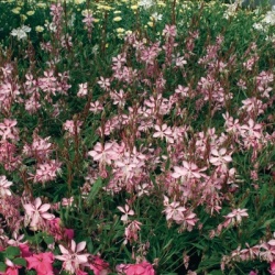prachtkaars-gaura-lindheimeri-geyser-pink