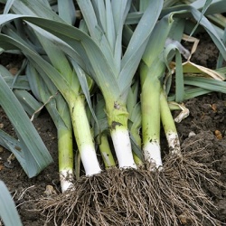 prei-allium-ampeloprasum