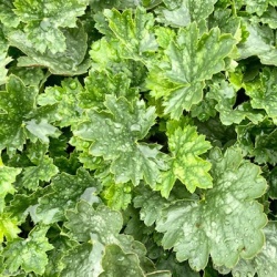 purperklokje-heuchera-x-hybrida-princess-alice