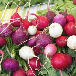 radijs-mix-raphanus-sativus-var-sativus