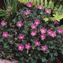 reigersbek-erodium-variabile-bishops-form