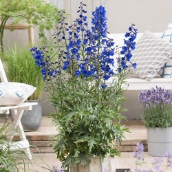 ridderspoor-delphinium-belladonna-bella-andes-bluewalterblom