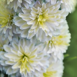 ridderspoor-delphinium-highlander-polar-sensation