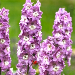 ridderspoor-delphinium-x-cultorum-magic-fountains-cherry-blossoms