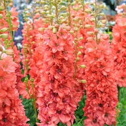 riddersporen-delphinium-x-cultorum-princess-caroline