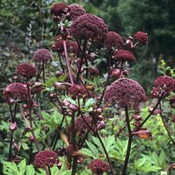 rode-engelwortel-angelica-gigas