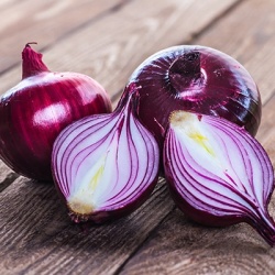 rode-ui-allium-cepa
