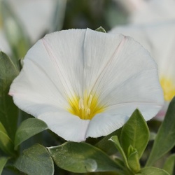 rotswinde-convolvulus-sabatius-manati-whites