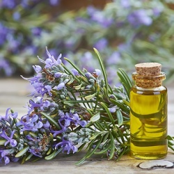 rozemarijn-rosmarinus-officinalis