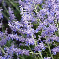 russische-salie-perovskia-atriplicifolia-blue-jean-baby