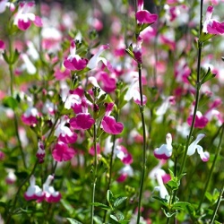 salie-salvia-greggii-cherry-lips-pbr