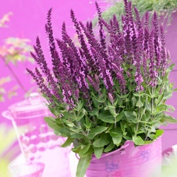salie-salvia-nemorosa-sensation-compact-bright-roseflorensis