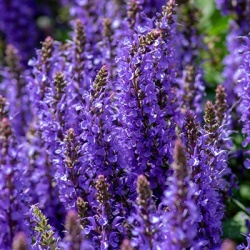 salie-salvia-supera-april-night