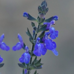 salie_salvia-greggii-blue-note_pbr-eu35874
