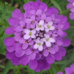 scheefbloem_iberis-absolutely-amethyst
