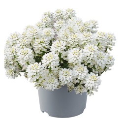 scheefkelk-iberis-sempervirens-appen-etzflorensis
