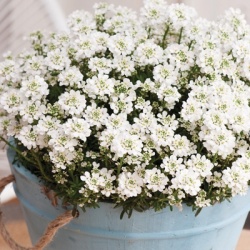 scheefkelk_iberis-sempervirens-nevina