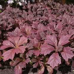 schout-bij-nacht-rodgersia-pinnata-chocolate-wings-vr