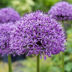 sierui_allium-aflatunense-purple-sensation