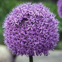 sierui_allium-hybride-gladiator