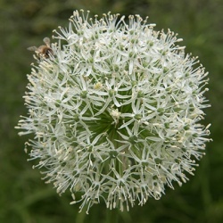 sierui_allium-hybride-mount-everest