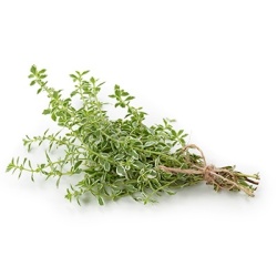 sinaasappeltijm-thymus-vulgaris-fragrantissimus