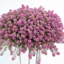 sneeuwtapijt_lobularia-maritima-stream-raspberry