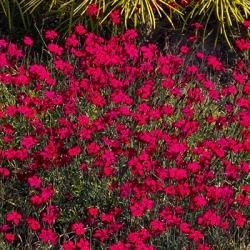 steenanjer-dianthus-deltoides-brilliant