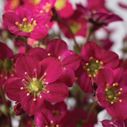 steenbreek_saxifraga-x-arendsii-marto-hot-rose