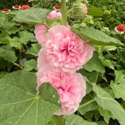 stokroos-alcea-rosea-chater-s-double-pink
