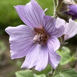 struikmalva_lavatera-thuringiaca-lilac-lady