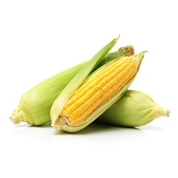 suikermais-zea-mays-var-saccharata
