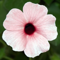 suzanne-met-de-mooie-ogen-thunbergia-alata-sunny-susy-rose-sensationhenk