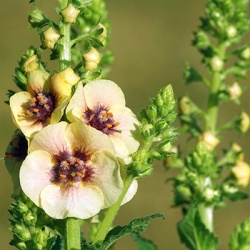 toorts-verbascum-jackie-in-yellow