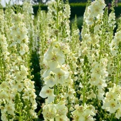 toorts-verbascum-phoeniceum-chantilly