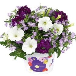 trio-mix_multi-specie-mixmasters-do-you-lilac-it