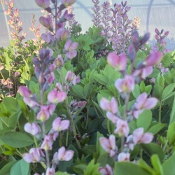 valse-indigo-baptisia-australis-decadence-pink-truffles
